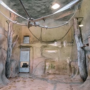 Orang-utan intdoor group two (enclosure II part 3)