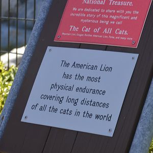 Panthera atrox signage?