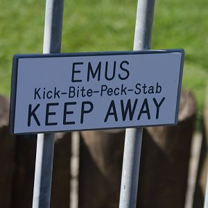 Emu Moveset (Warning)