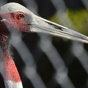 Antigone antigone (Sirsa)