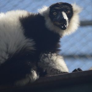 Varecia variegata
