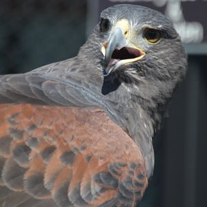 Parabuteo unicinctus (Harris's Hawk)