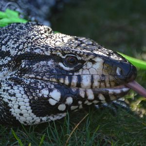 Salvator merianae (Vito)