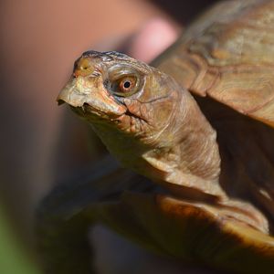 Terrapene triunguis (Henrietta)