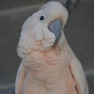 Cacatua moluccensis (Molu)