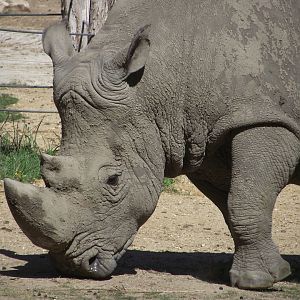 SMOSKE, White Rhino bull, Zooparc de Beauval - 08/2022