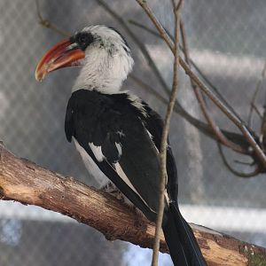 Von der Decken's hornbill