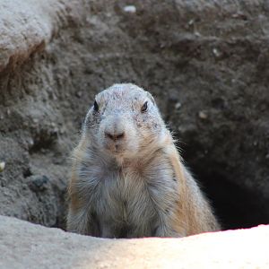 Black-tailed prariedog