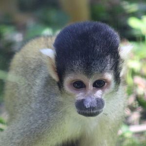 Bolivian squirrel monkey