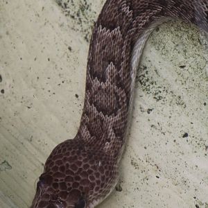 Cuban tree boa