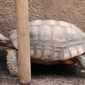 Red-footed tortoise
