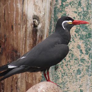 Inca tern