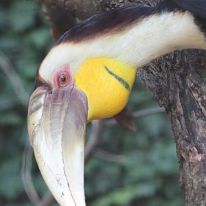 Wreathed hornbill - male