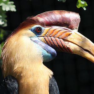 Sulawesi knobbed hornbill - male