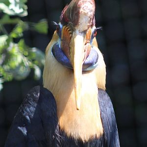Sulawesi knobbed hornbill - male
