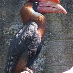 Rufous hornbill