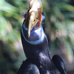 Sulawesi knobbed hornbill - female
