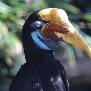 Sulawesi knobbed hornbill - female