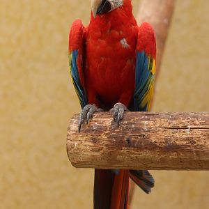 Scarlet macaw