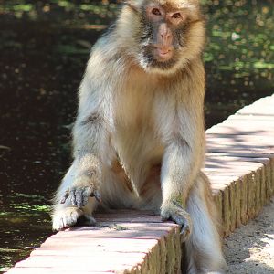 Barbary macaque
