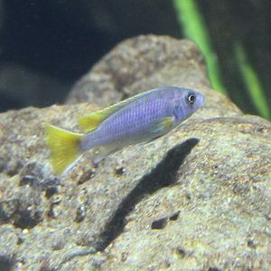 African cichlid-species