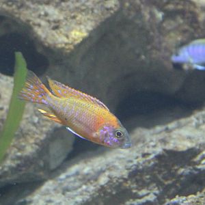 Burton's mouthbrooder ?