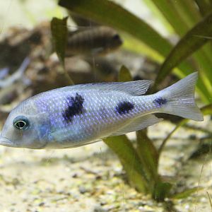African cichlid-species