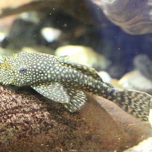 Bristle-nose catfish