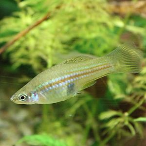 Green swordtail