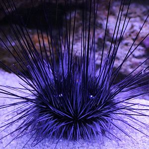 Long-spinned sea urchin - Diadema species
