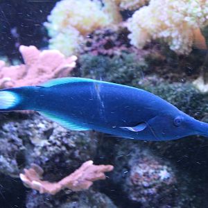Bird wrasse