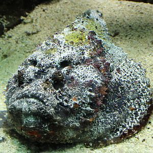 Common stonefish