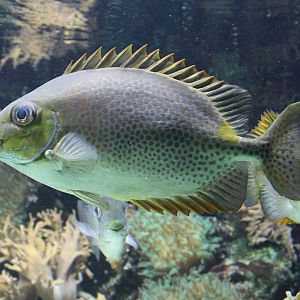 Orange-spotted spinefoot