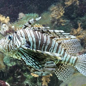 Lionfish