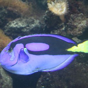Palette surgeonfish