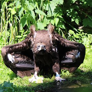 European black vulture