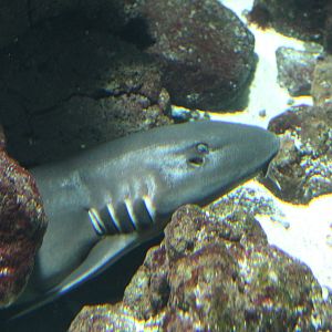 Brown-banded bambooshark