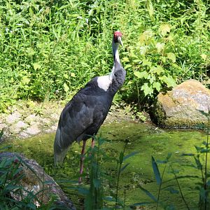 White-naped crane