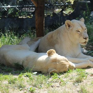 White lions