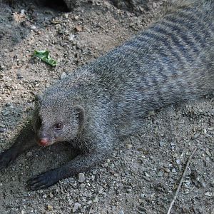Banded mongoose
