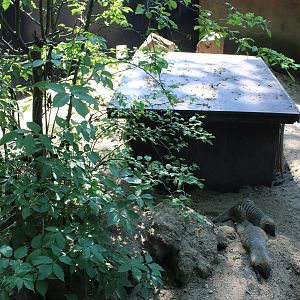 Banded mongoose enclosure