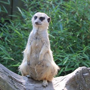 Meerkat