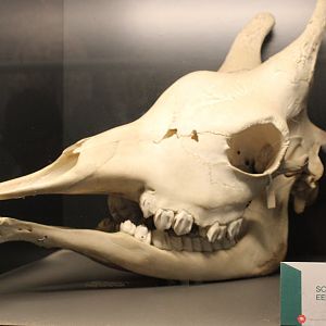 Giraffe skull