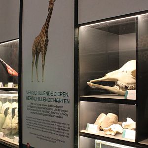 Giraffe-info display