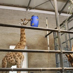 Giraffe stable