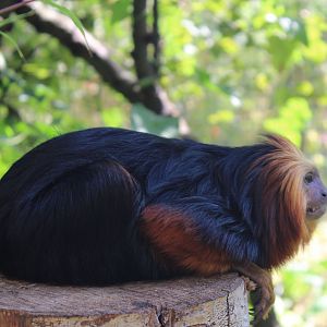 Golden-headed lion tamarin