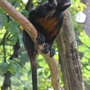 Red-bellied tamarin