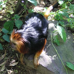 Golden-headed lion tamarin