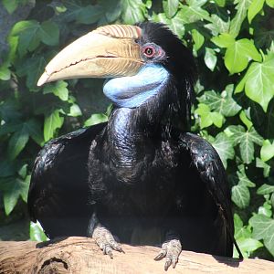 Wreathed hornbill - female