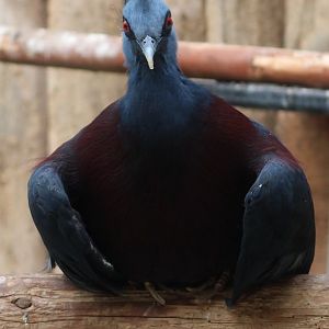Victoria crowned pigeon